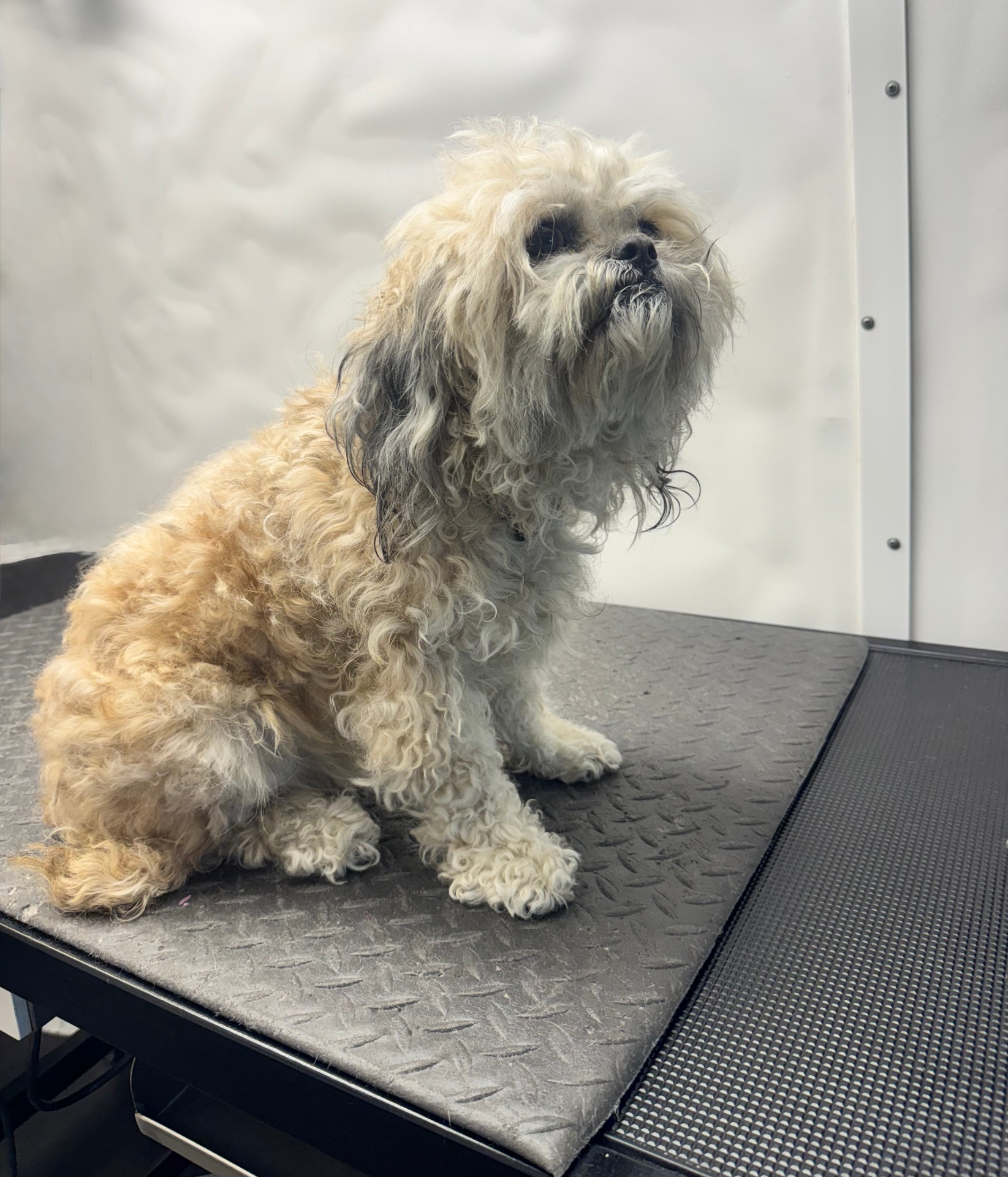 Sweet Shih Tzu Mix before mobile dog grooming — Pawsionate Mobile Grooming Rockwall TX