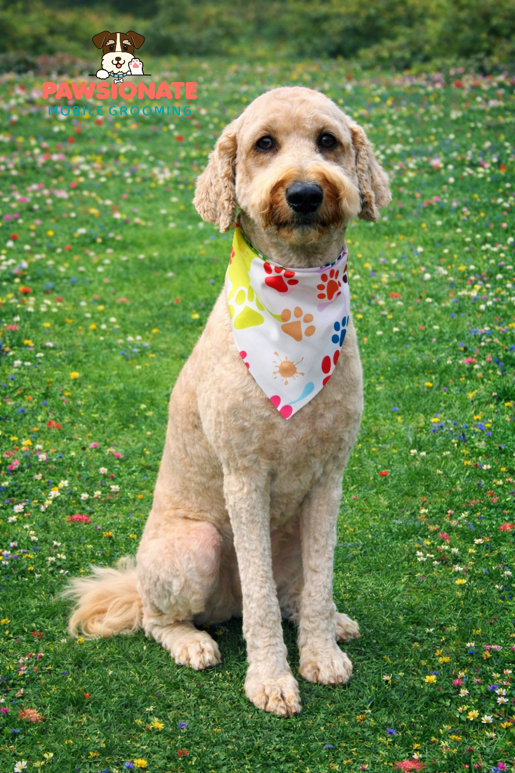 Beautiful Goldendoodle after mobile dog grooming — Pawsionate Mobile Grooming Rockwall TX