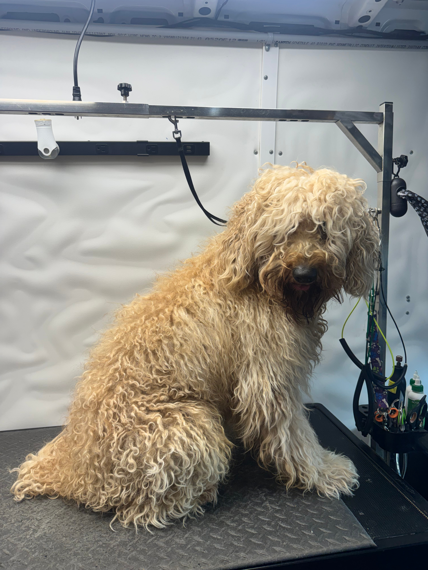 Beautiful Goldendoodle before mobile dog grooming — Pawsionate Mobile Grooming Rockwall TX