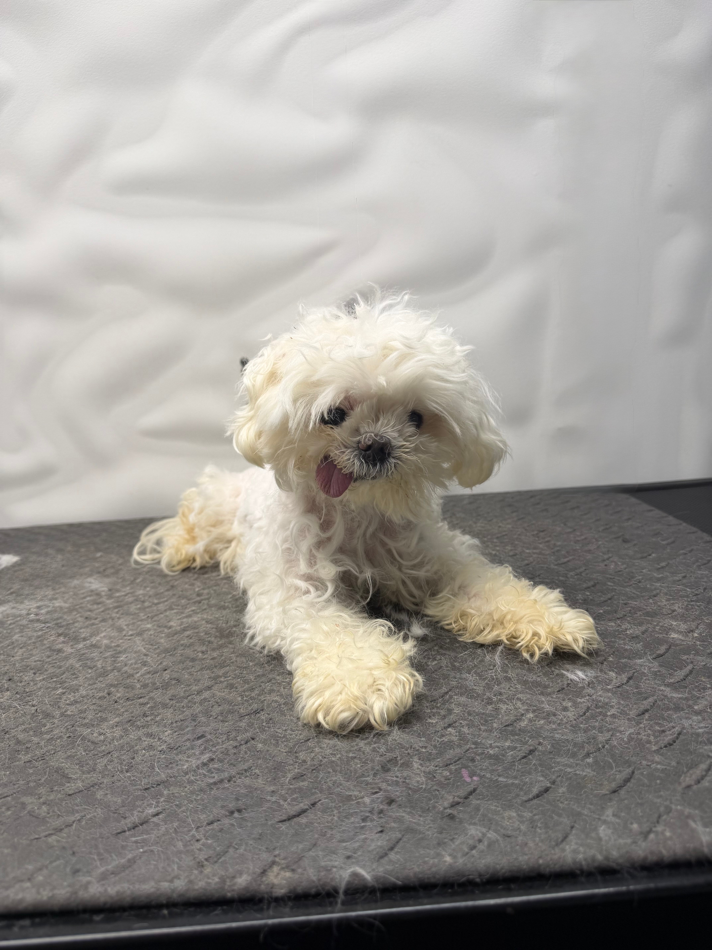 Adorable Maltese before mobile dog grooming — Pawsionate Mobile Grooming Rockwall TX