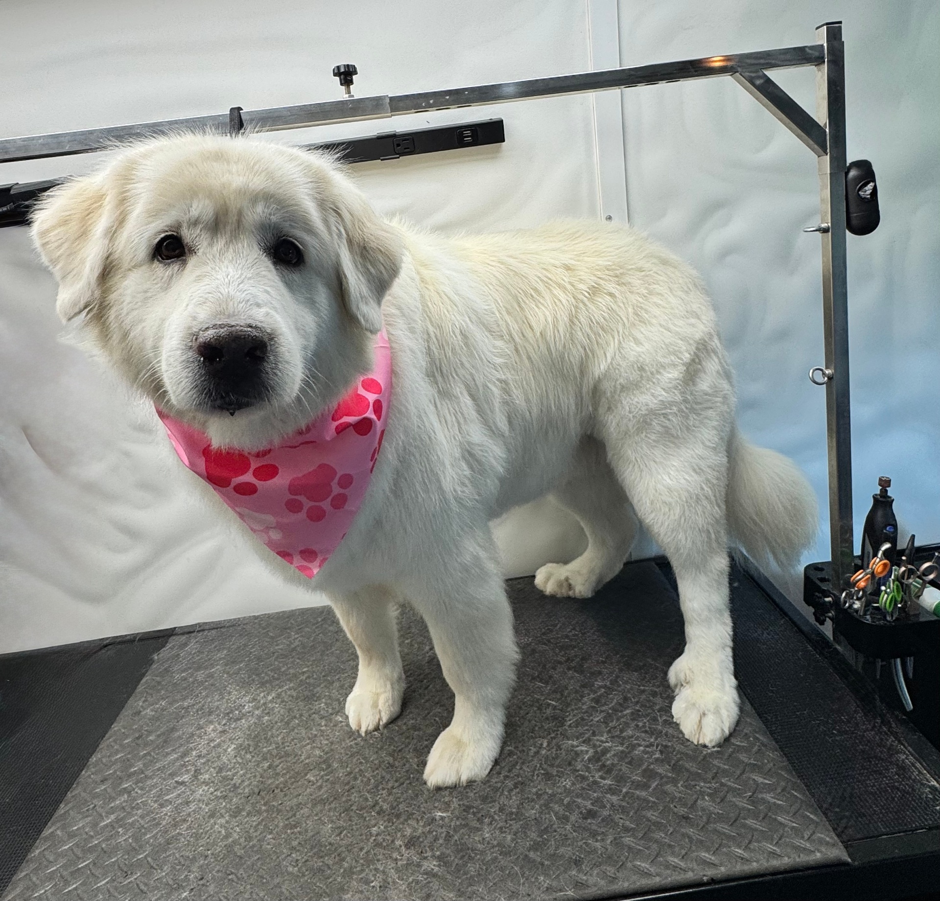 Bichon Frise dog after grooming smiling — Pawsionate Mobile Grooming Rockwall TX