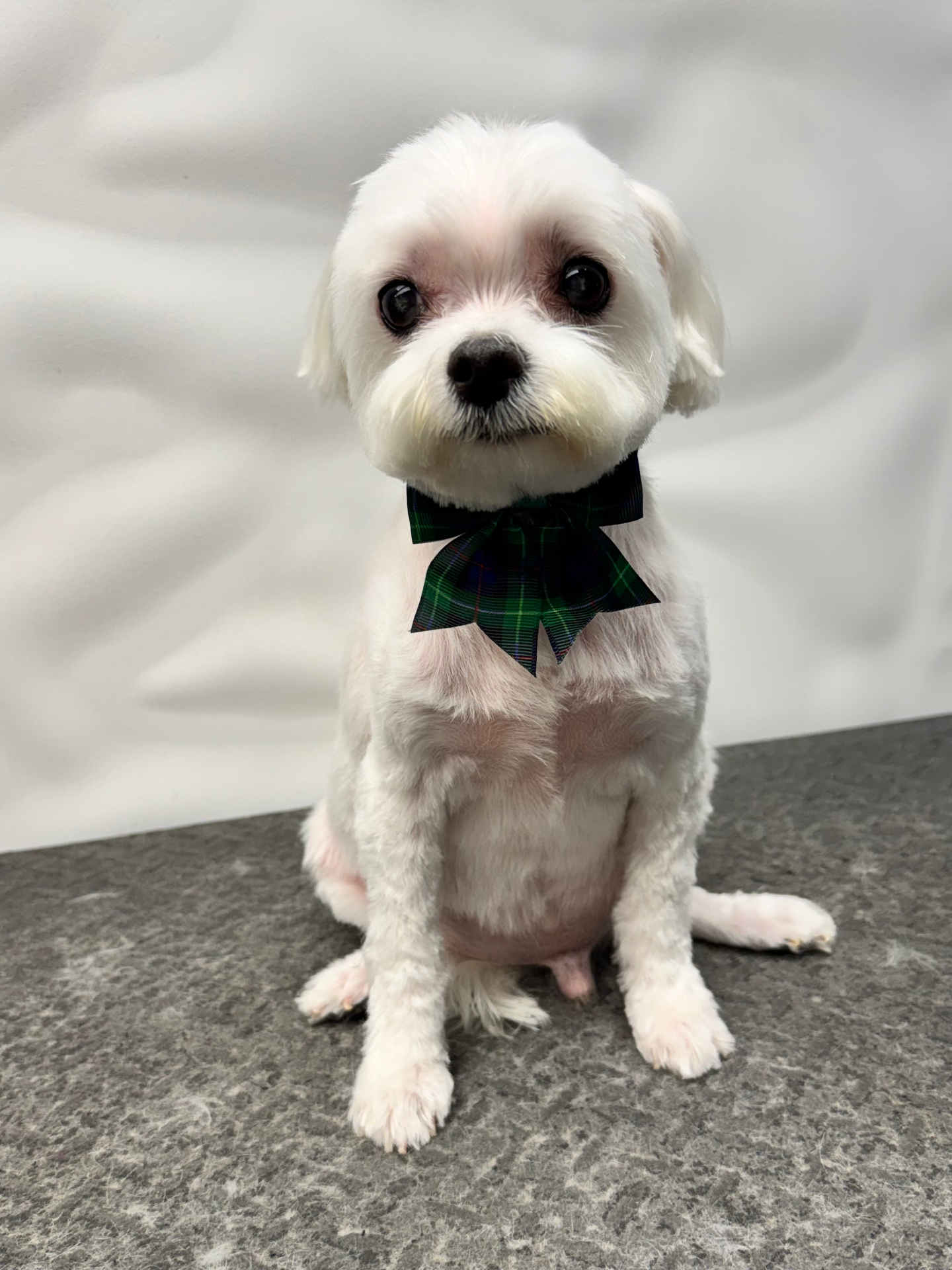 Doodle dog after Special Shampoo Treatment — Pawsionate Mobile Grooming Rockwall TX