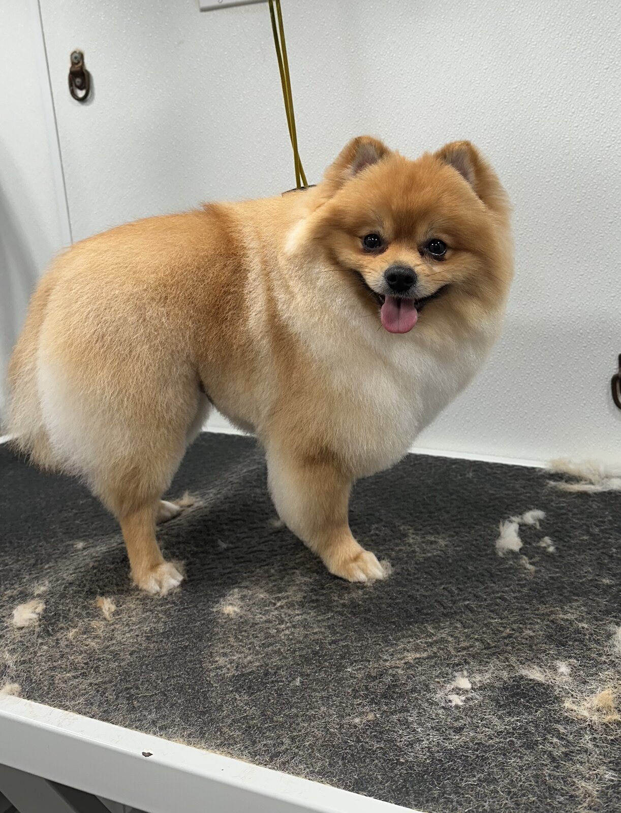 Pomeranian after Breed-Specific Haircut — Pawsionate Mobile Grooming Rockwall TX