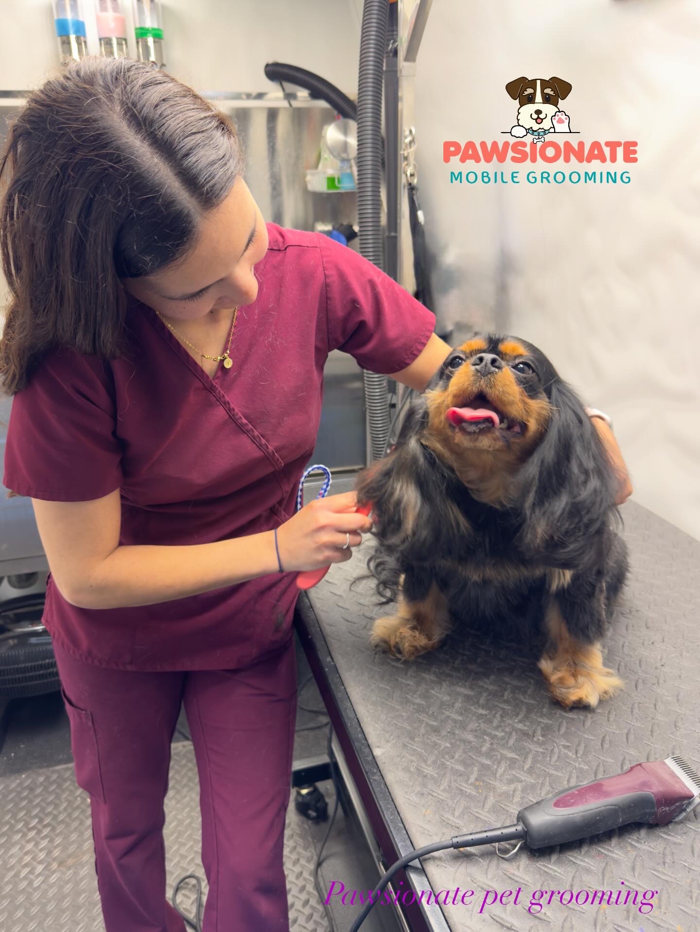 Cavalier King Charles Spaniel after grooming with groomer — Pawsionate Mobile Grooming Rockwall TX
