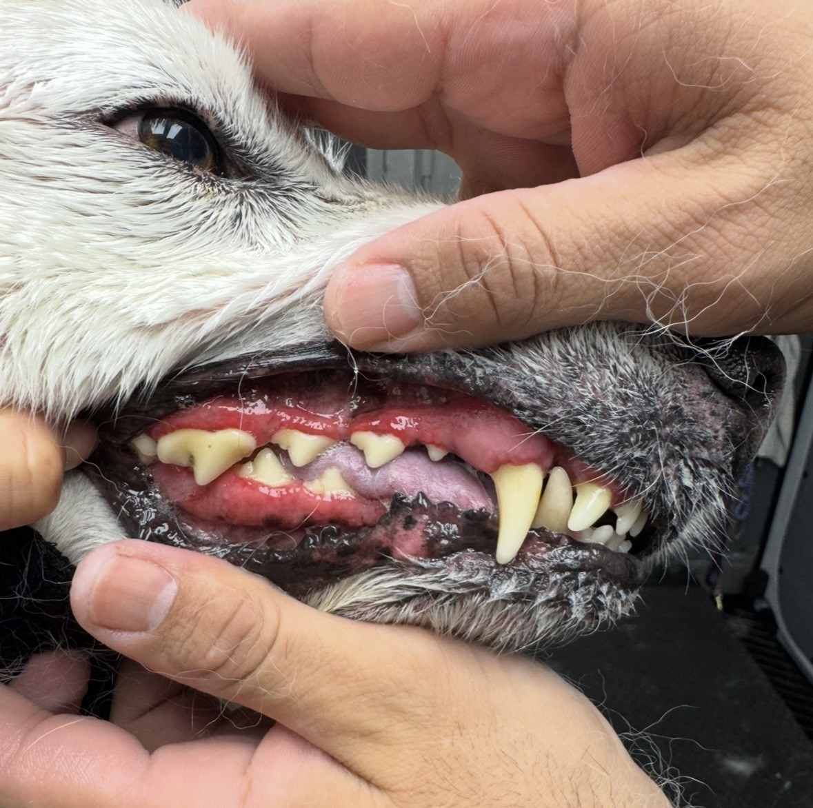 Before — Golden Retriever dog after Deep Dental Cleaning — Pawsionate Mobile Grooming Rockwall TX