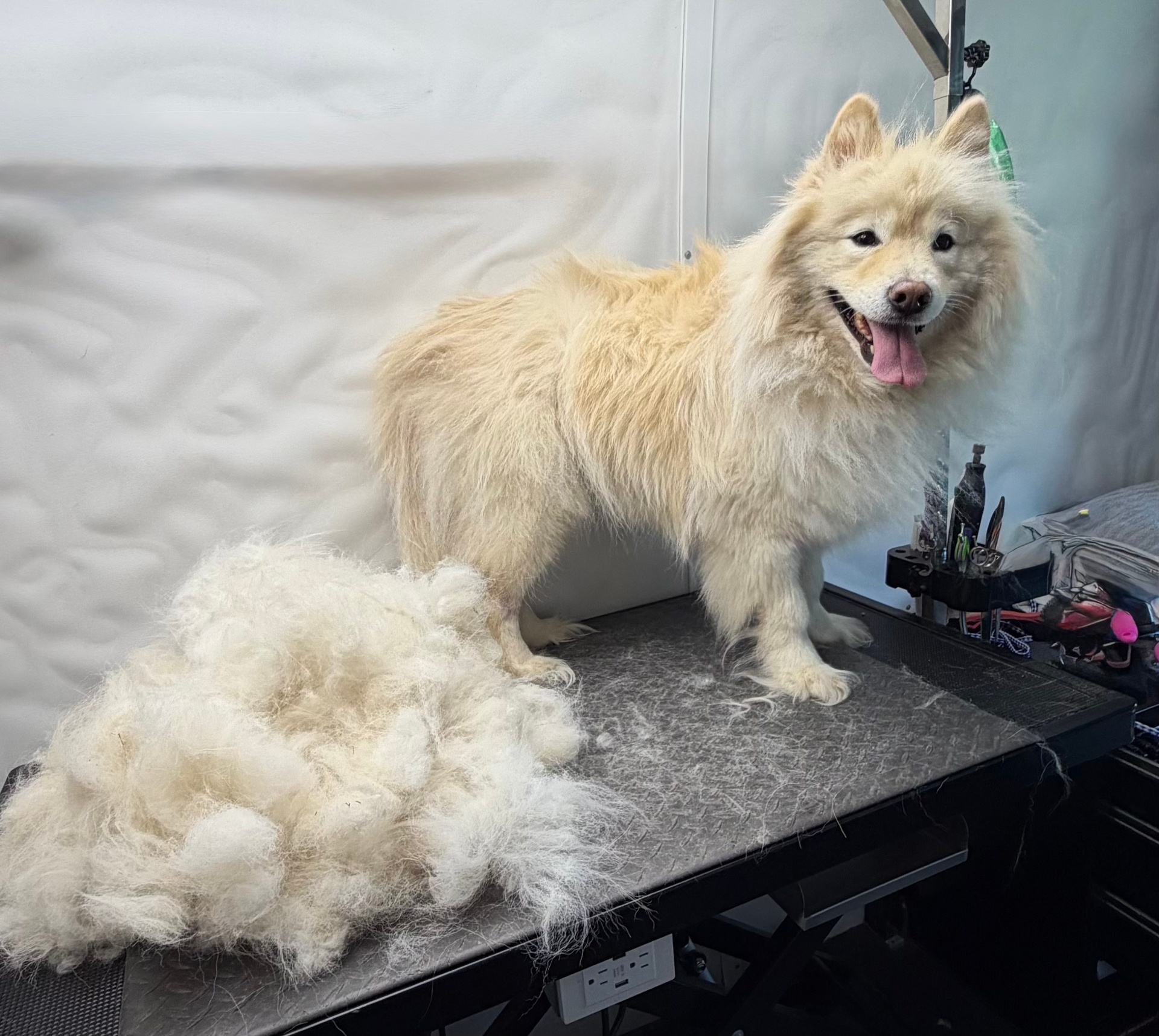 Goldendoodle dog after deshedding treatment — Pawsionate Mobile Grooming Rockwall TX