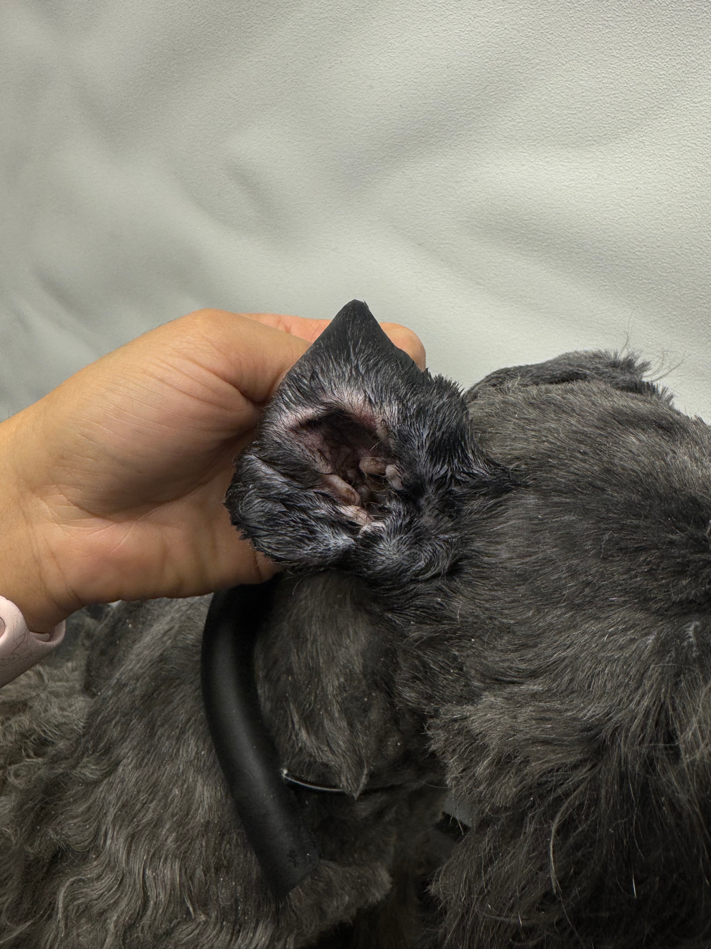 After — Dog ear before and after professional Ear Cleaning — Pawsionate Mobile Grooming Rockwall TX