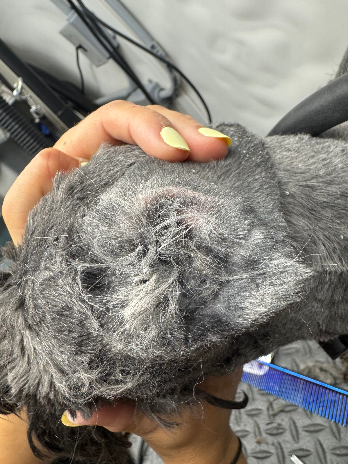 Before — Dog ear before and after professional Ear Cleaning — Pawsionate Mobile Grooming Rockwall TX
