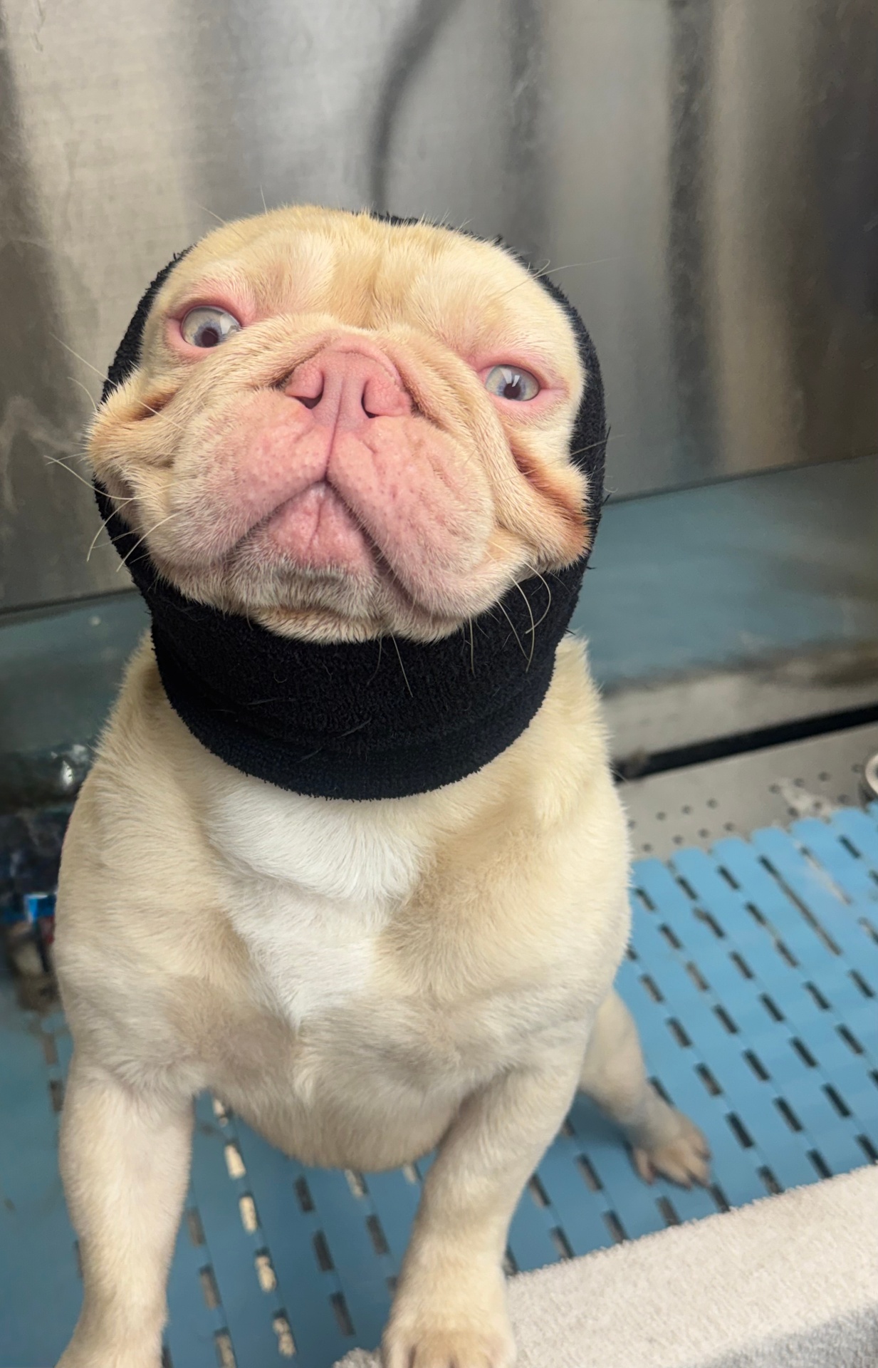 Cream French Bulldog after Basic Bath — Short Hair — Pawsionate Mobile Grooming Rockwall TX