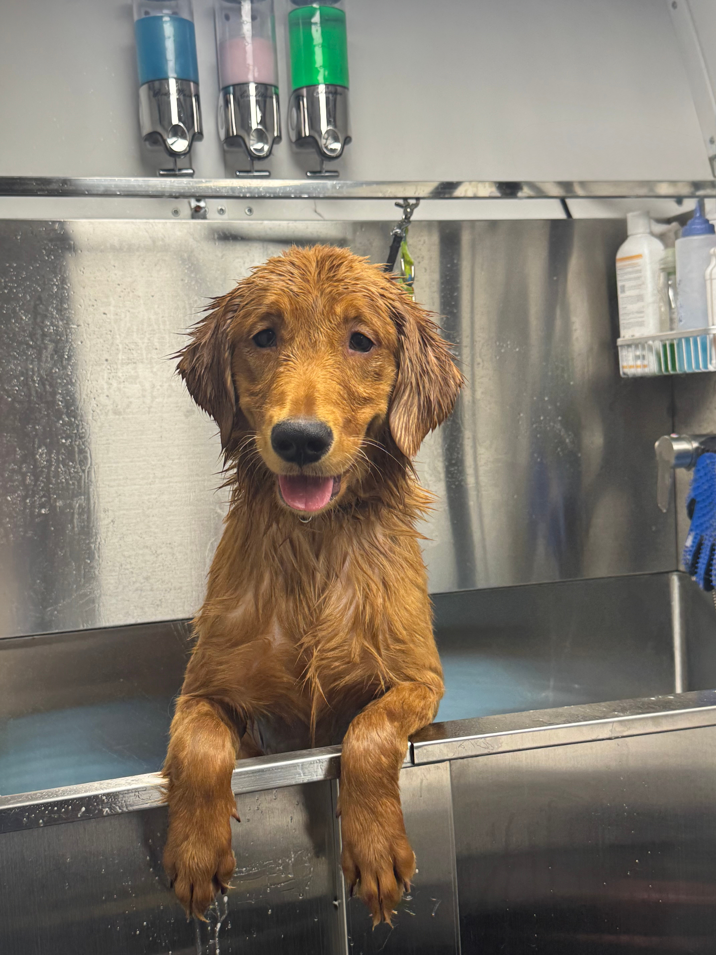 Golden Retriever puppy after Basic Bath — Long Hair — Pawsionate Mobile Grooming Rockwall TX