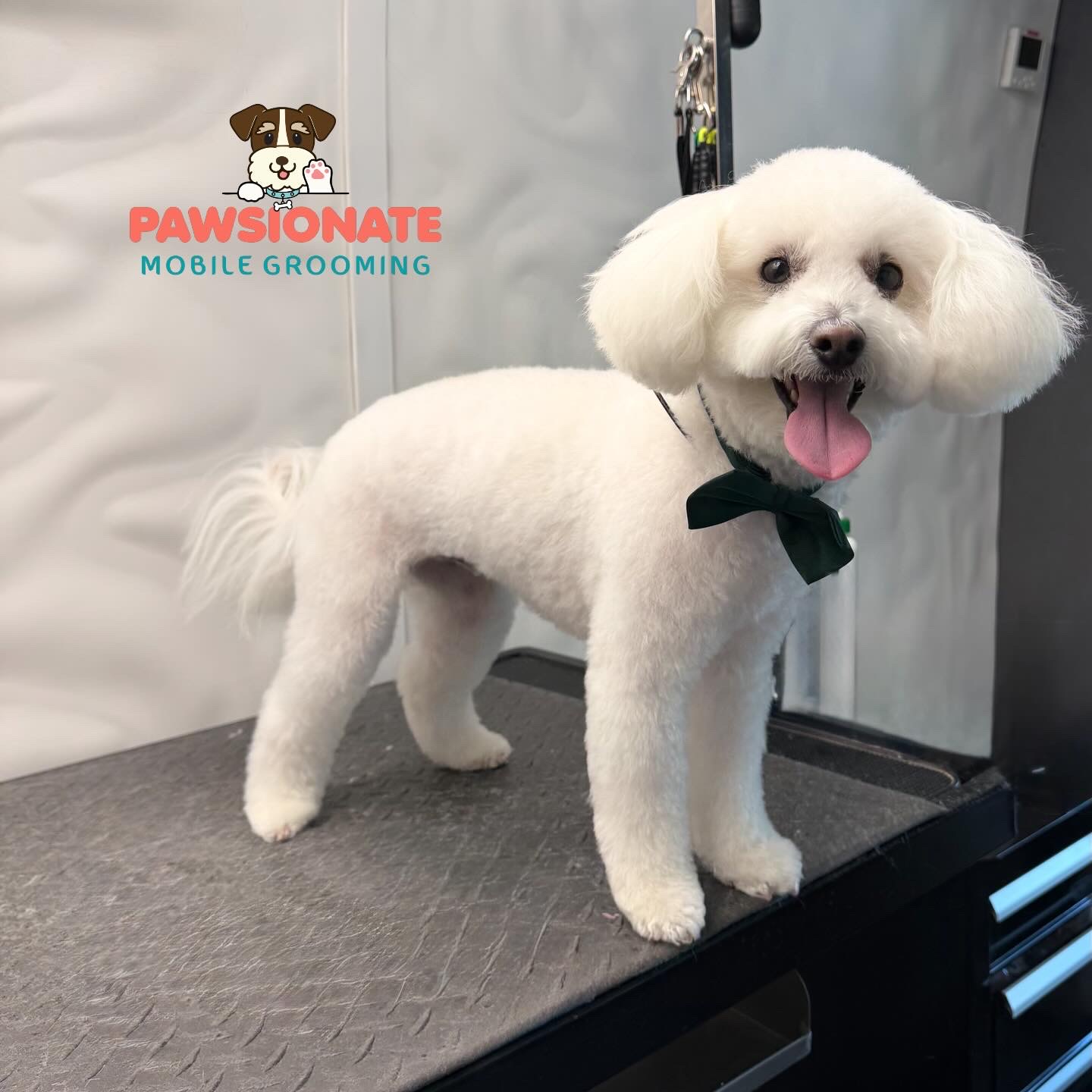 Great Pyrenees dog after grooming — Pawsionate Mobile Grooming Rockwall TX