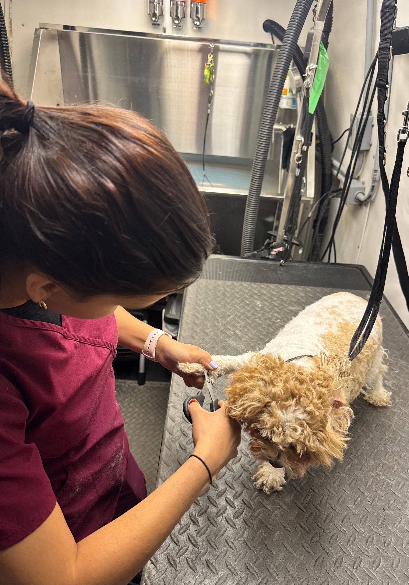 Groomer carefully trimming a Poodle's nails inside the Pawsionate mobile grooming van — Rockwall TX