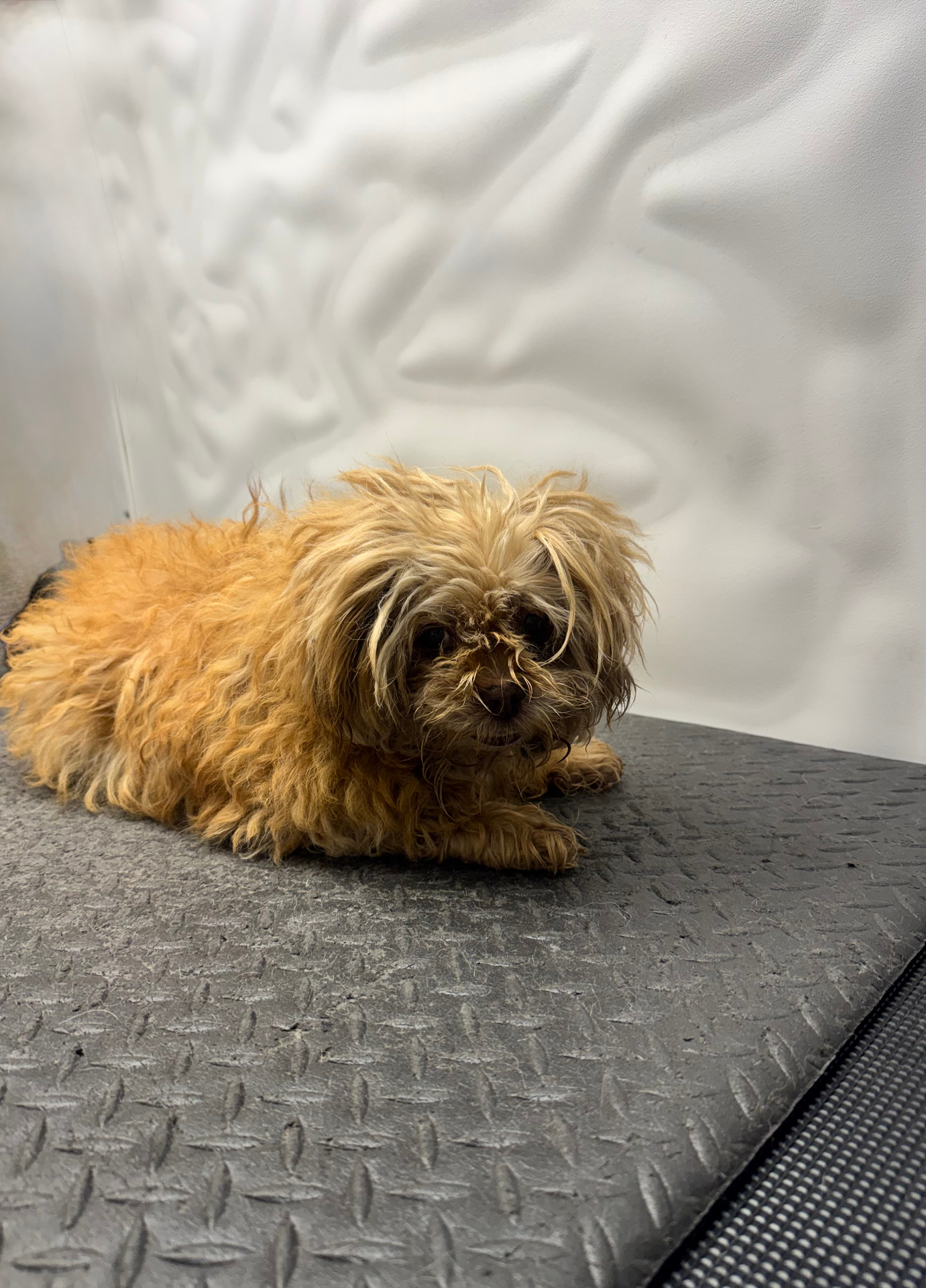Fluffy Shih Tzu before mobile dog grooming — Pawsionate Mobile Grooming Rockwall TX