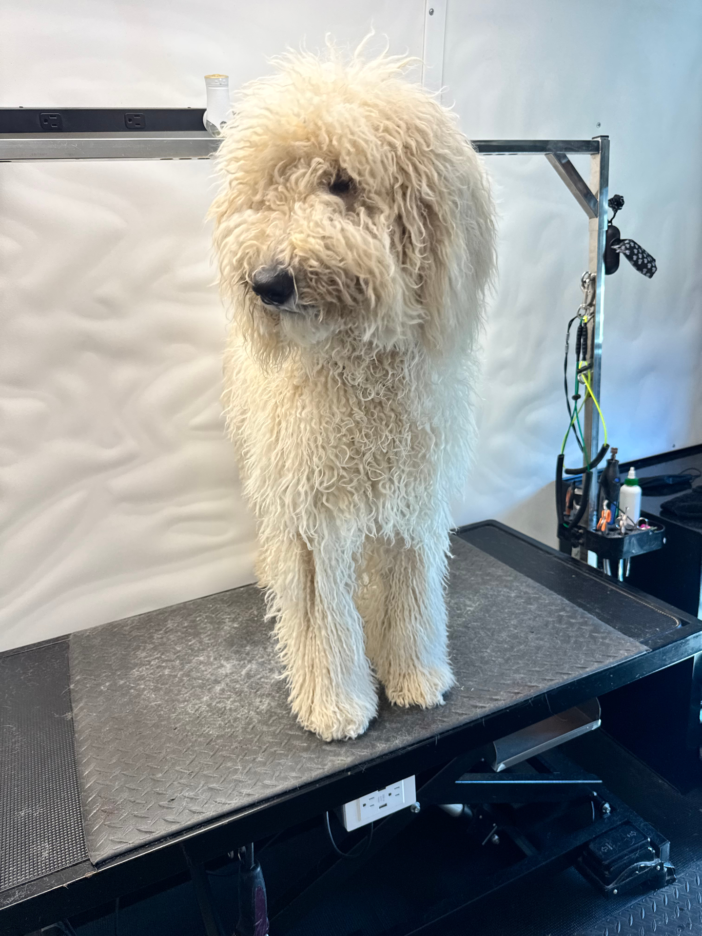 Charming Poodle Mix before mobile dog grooming — Pawsionate Mobile Grooming Rockwall TX