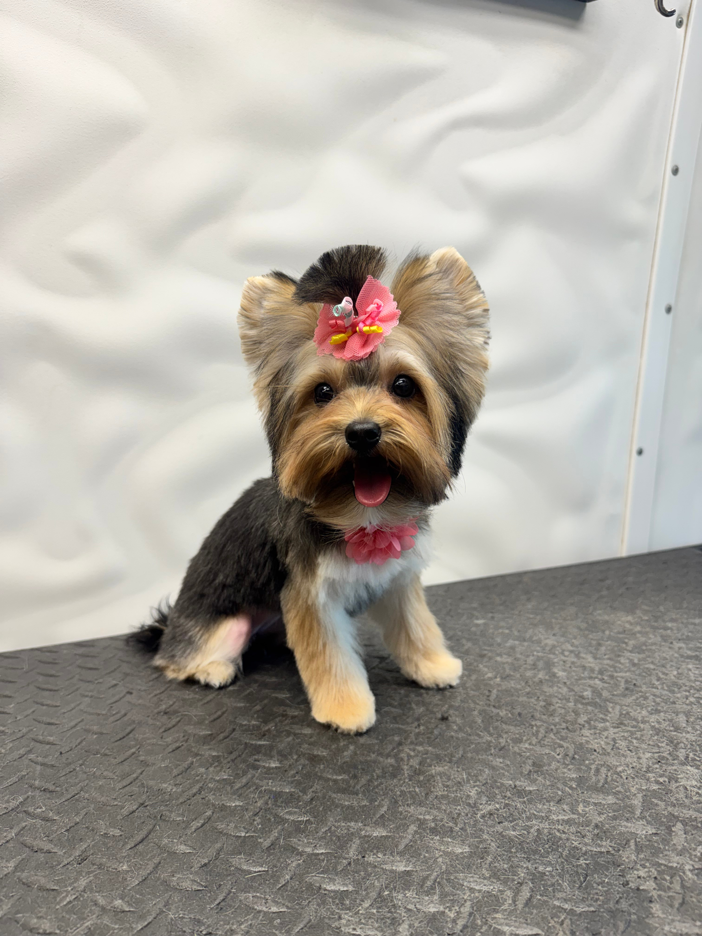 Fresh, polished results with one-on-one care — Pawsionate Mobile Grooming Rockwall TX